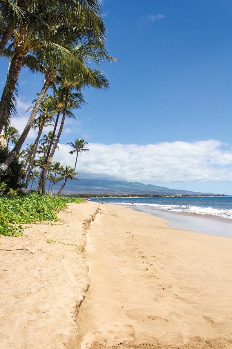 Surfing in Hawaii with iconic palm trees and powerful ocean waves.